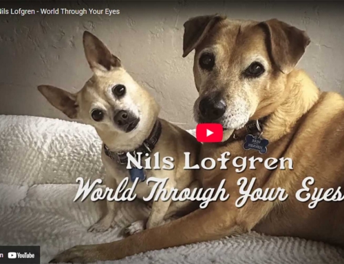 Going to the Dogs, For a Good Cause