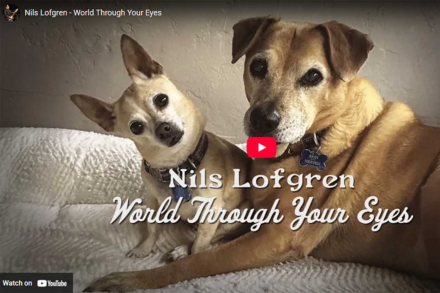 Going to the Dogs, For a Good Cause